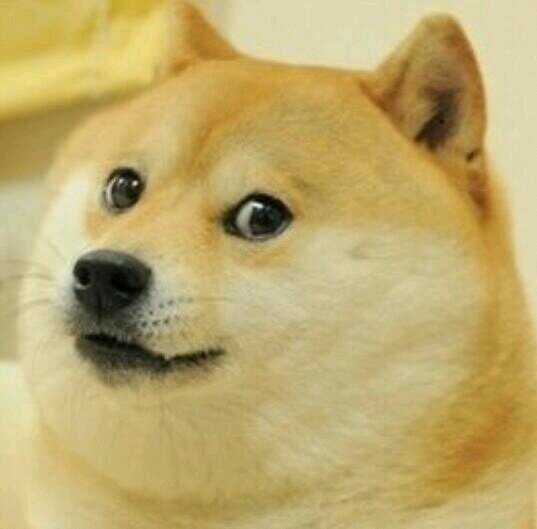 picture of dog as doge